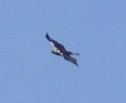 Spanish imperial eagle  - Aquila adalberti © John Muddeman